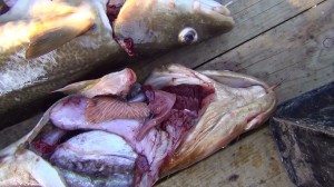 Severly damaged liver from a cod caught at hustadvika